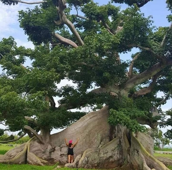 4. ceiba